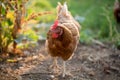 Chicken in the backyard. Selective focus Royalty Free Stock Photo