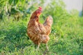 Chicken in the backyard. On an evening walk Royalty Free Stock Photo