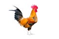 Chicken bantam ,Rooster crowing isolated on white (Die cutting) Royalty Free Stock Photo