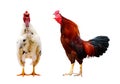 Chicken bantam, Rooster crowing isolated on white Die cutting. Royalty Free Stock Photo