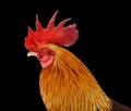 Chicken bantam, Rooster crowing isolated on white Die cutting Royalty Free Stock Photo