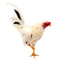 Chicken bantam, Rooster isolated on white Die cutting. Royalty Free Stock Photo