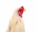 Chicken bantam, Rooster isolated on white Die cutting. Royalty Free Stock Photo