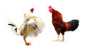 Chicken bantam, Rooster isolated on white Die cutting. Royalty Free Stock Photo