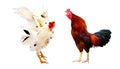 Chicken bantam, Rooster isolated on white Die cutting. Royalty Free Stock Photo