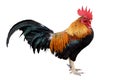 Chicken bantam ,Rooster isolated on white (Die cutting) Royalty Free Stock Photo