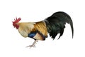 Chicken bantam ,Rooster isolated on white (Die cutting) Royalty Free Stock Photo