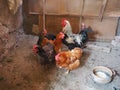 Chicken in the barn. Chickens and roosters in a rustic ambience. Brown, variegated birds with red grims on their heads. Rural barn Royalty Free Stock Photo