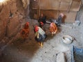 Chicken in the barn. Chickens and roosters in a rustic ambience. Brown, variegated birds with red grims on their heads. Rural barn Royalty Free Stock Photo