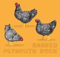 Chicken Barred Plymouth Rock Cartoon Vector Illustration