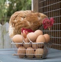 Chicken and basket of eggs Royalty Free Stock Photo