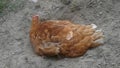 Closeup of chicken on the sand