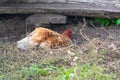 Chicken bathing in dust or sand. Domestic hens farming. Poultry