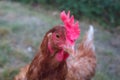 A chicken with a beautiful cockscomb