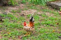 Chicken beautiful on the grass