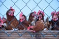 Chicken behind fence Royalty Free Stock Photo