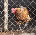 Chicken behind fence Royalty Free Stock Photo