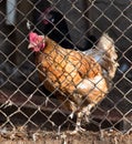 Chicken behind fence Royalty Free Stock Photo