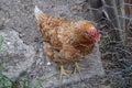 Chicken behind fence Royalty Free Stock Photo