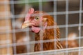 Chicken behind wire in hen house Royalty Free Stock Photo