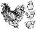 Sketch Hen with Cute chick. Hand drawn realistic chicken.