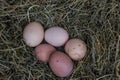 Chicken bio eggs in straw. Raw eggs in the morning on rural farm yard Royalty Free Stock Photo