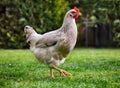 Chicken in bio farm Royalty Free Stock Photo