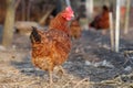 Chicken in bio farm Royalty Free Stock Photo