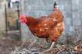 Chicken in bio farm Royalty Free Stock Photo