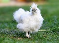 Chicken in bio farm on green grass Royalty Free Stock Photo