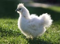 Chicken in bio farm on green grass Royalty Free Stock Photo