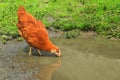 Chicken in biofarm Royalty Free Stock Photo