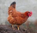 Chicken in biofarm Royalty Free Stock Photo