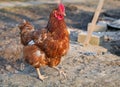Chicken in biofarm Royalty Free Stock Photo