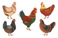 Chicken birds collection. Set of poultry clip. Vector illustrations of domestic chickens on white background. Cartoon Royalty Free Stock Photo