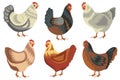 Chicken birds collection. Set of poultry clip. Vector illustrations of domestic chickens on white background. Cartoon