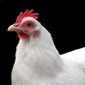 Chicken with black background Royalty Free Stock Photo