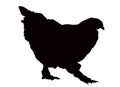 A chicken body, silhouette vector