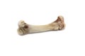 Chicken bone isolated