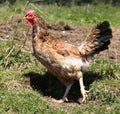 Chicken breeder goes around the chicken coop with biological and