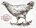 Chicken breeding. animal husbandry. livestock