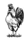 Chicken breeding. animal husbandry. livestock. vector sketch on a white Royalty Free Stock Photo