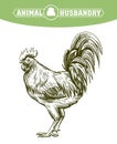 Chicken breeding. animal husbandry. livestock. vector sketch on a white Royalty Free Stock Photo