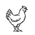 chicken breeding. animal husbandry. livestock. vector sketch on a white background Royalty Free Stock Photo