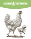 Chicken breeding. animal husbandry. livestock