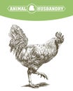 Chicken breeding. animal husbandry. livestock