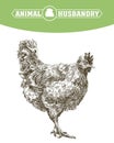 Chicken breeding. animal husbandry. livestock