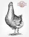 Chicken breeding. animal husbandry. livestock