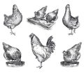 Chicken breeding. animal husbandry. livestock Royalty Free Stock Photo