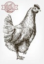 Chicken breeding. animal husbandry. livestock